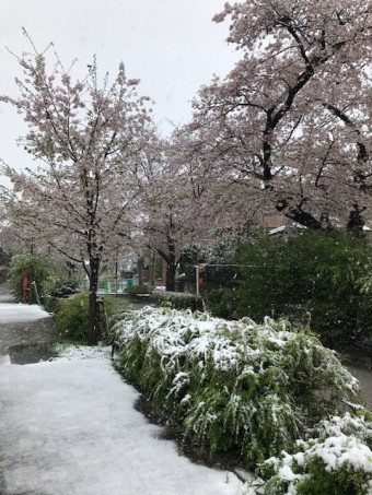 桜1 72a8425e35c1b9f8c4a2f300d33203211